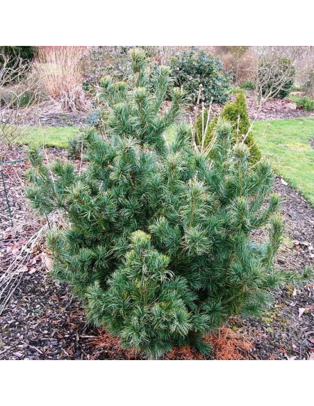 Schoon's Bonsai Pinus parviflora Sosna drobnokwiatowa