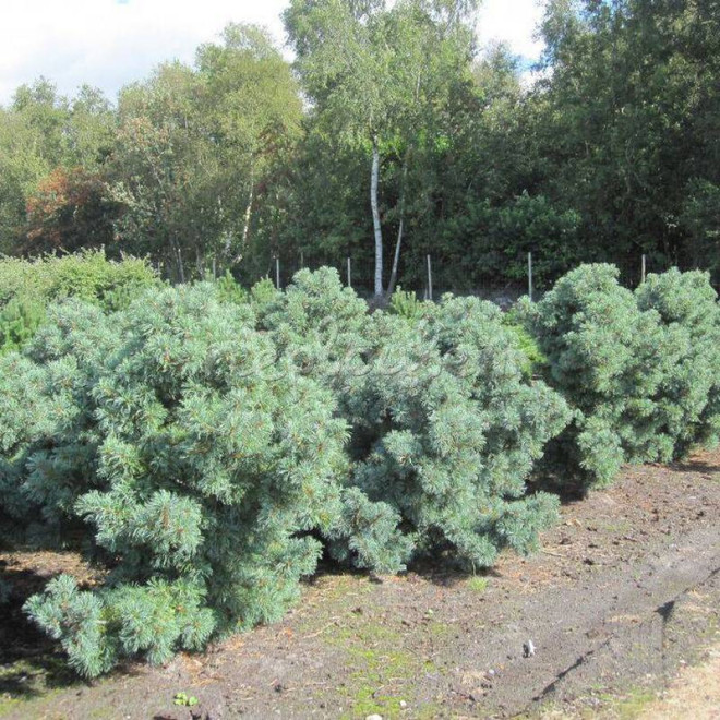 Sosna drobnokwiatowa Pinus parviflora Schoon's Bonsai