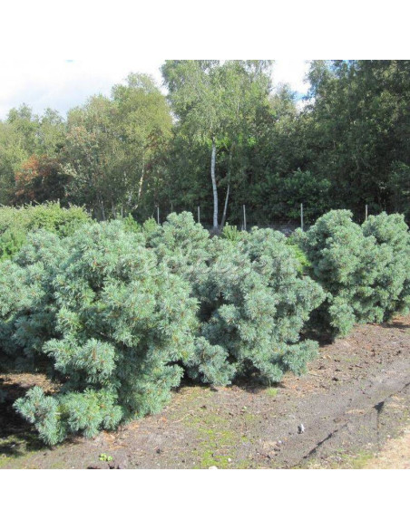 Sosna drobnokwiatowa Pinus parviflora Schoon's Bonsai