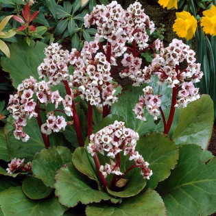Bergenia Silberlicht Bergenia schmidtii