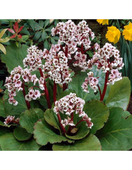 Bergenia Silberlicht Bergenia schmidtii
