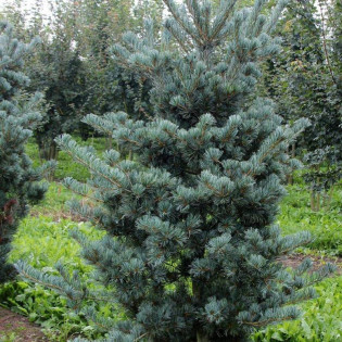 Saphir Pinus parviflora Sosna drobnokwiatowa