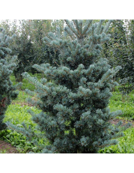 Saphir Pinus parviflora Sosna drobnokwiatowa