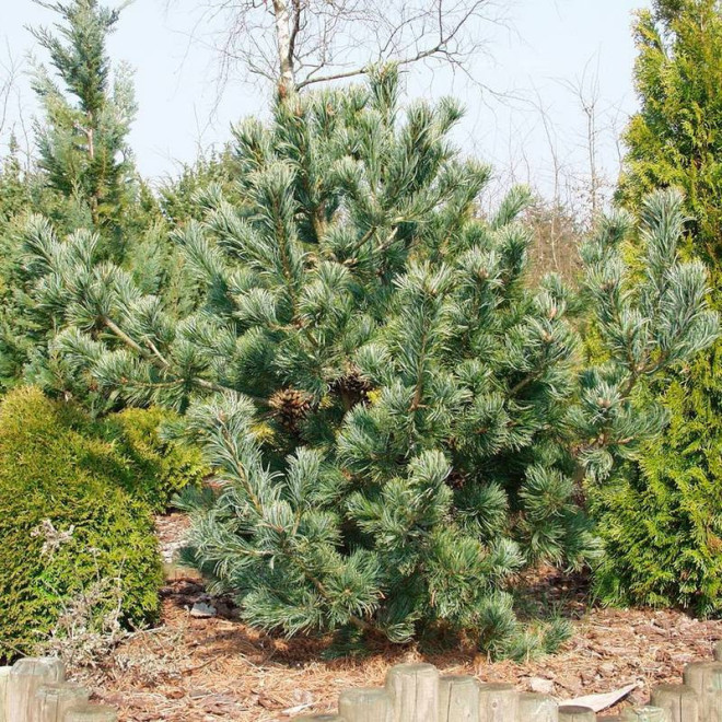 Sosna drobnokwiatowa Saphir Pinus parviflora