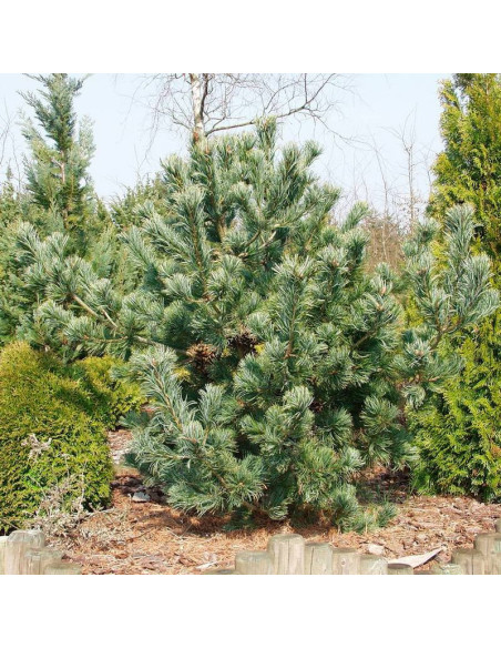 Sosna drobnokwiatowa Saphir Pinus parviflora