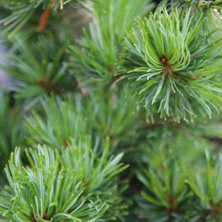 Ryu-ju Pinus parviflora Sosna drobnokwiatowa