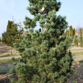 Ryu-ju Pinus parviflora Sosna drobnokwiatowa 2