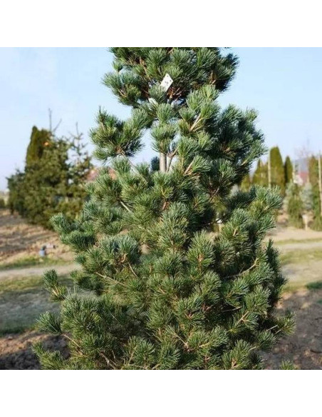 Sosna drobnokwiatowa Ryu-ju Pinus parviflora