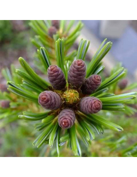 Sosna drobnokwiatowa Pinus parviflora Ryu-ju