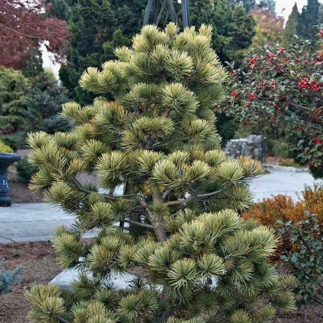 Sosna drobnokwiatowa Ogon-janome Pinus parviflora