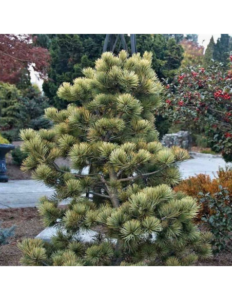 Sosna drobnokwiatowa Ogon-janome Pinus parviflora