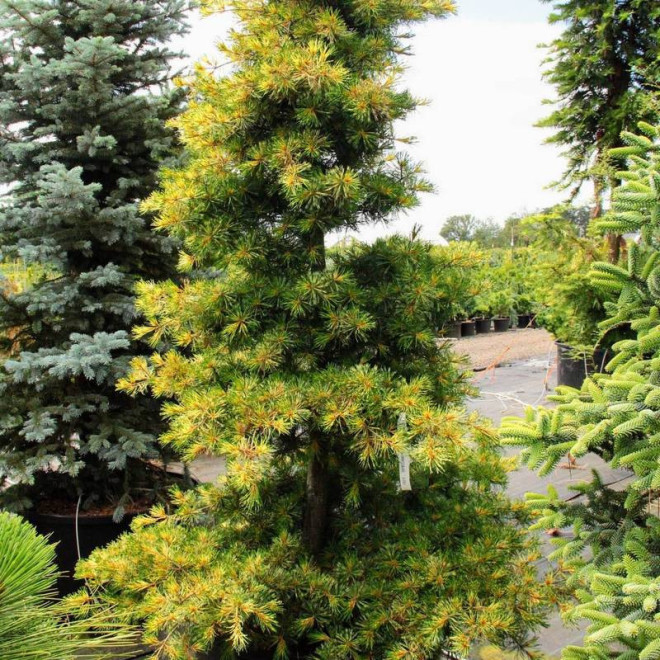 Ogon-janome Pinus parviflora Sosna drobnokwiatowa