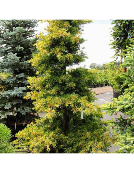 Ogon-janome Pinus parviflora Sosna drobnokwiatowa