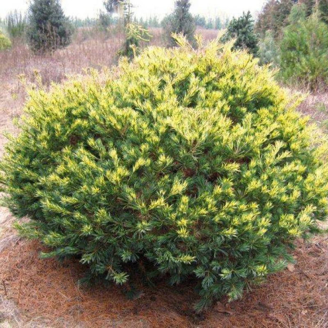 Sosna drobnokwiatowa Pinus parviflora Ogon-janome