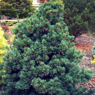 Sosna drobnokwiatowa Negishi Pinus parviflora