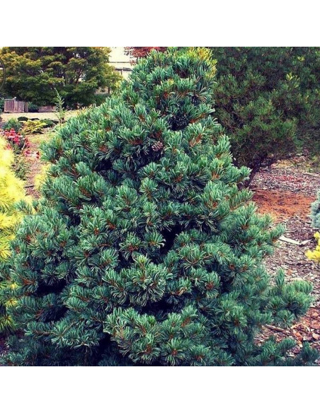 Sosna drobnokwiatowa Negishi Pinus parviflora