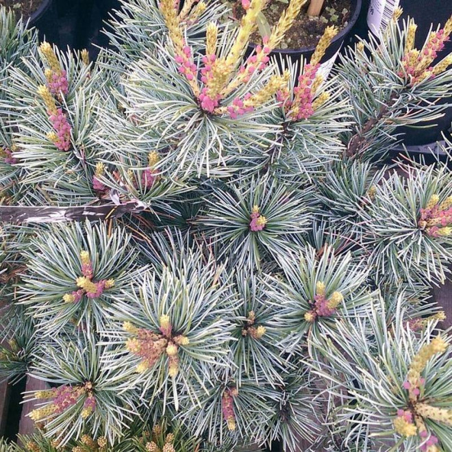 Negishi Pinus parviflora Sosna drobnokwiatowa
