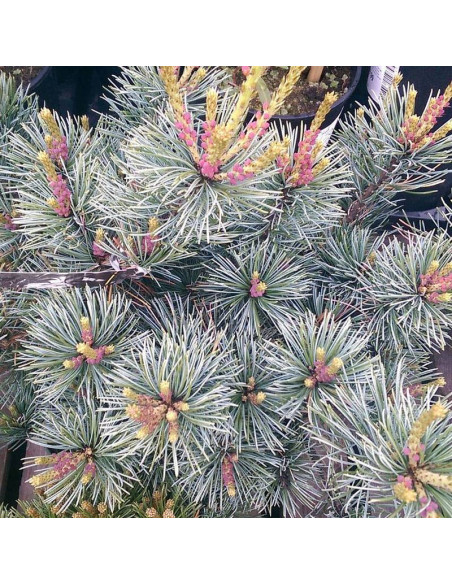 Negishi Pinus parviflora Sosna drobnokwiatowa