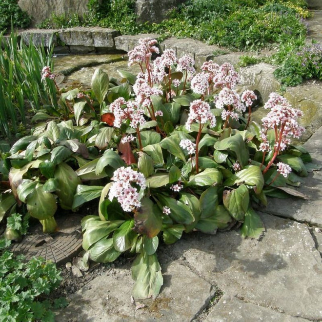 Bergenia schmidtii Bergenia Silberlicht