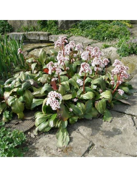Bergenia schmidtii Bergenia Silberlicht