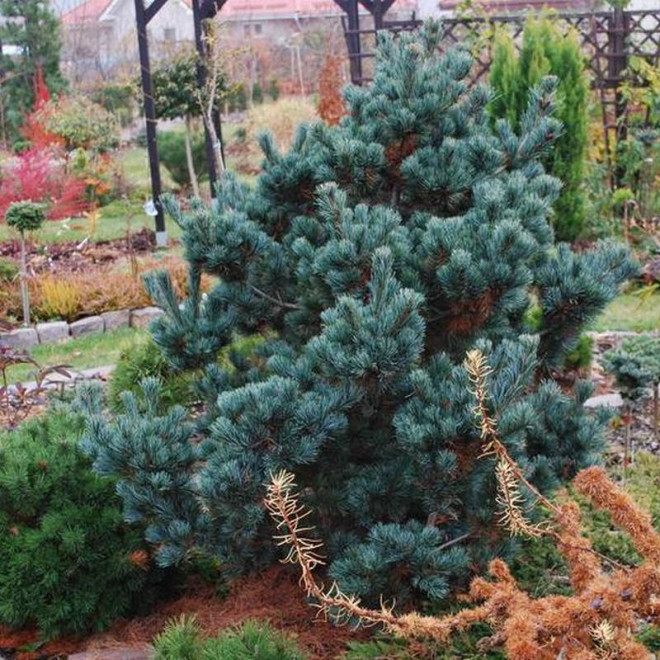Sosna drobnokwiatowa Pinus parviflora Negishi