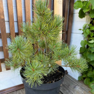 Sosna drobnokwiatowa Linda Pinus parviflora