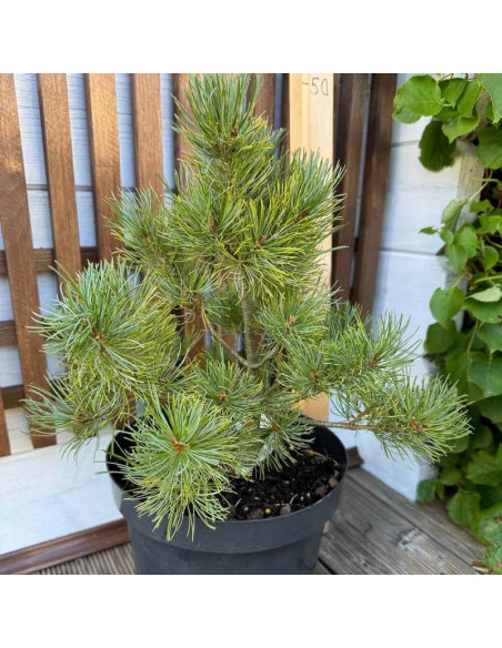 Sosna drobnokwiatowa Linda Pinus parviflora