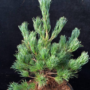 Sosna drobnokwiatowa Linda Pinus parviflora 2