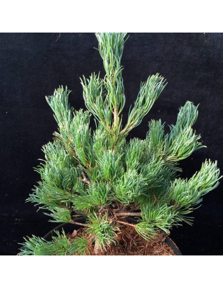 Linda Pinus parviflora Sosna drobnokwiatowa