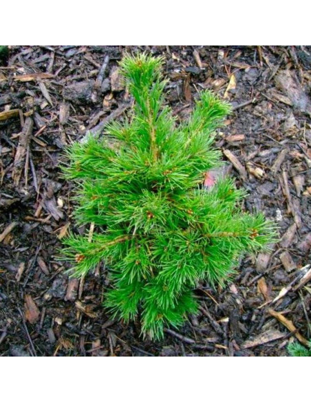 Sosna drobnokwiatowa Pinus parviflora Linda