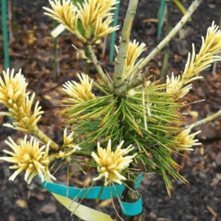 Ichi-no-se Pinus parviflora Sosna drobnokwiatowa 2