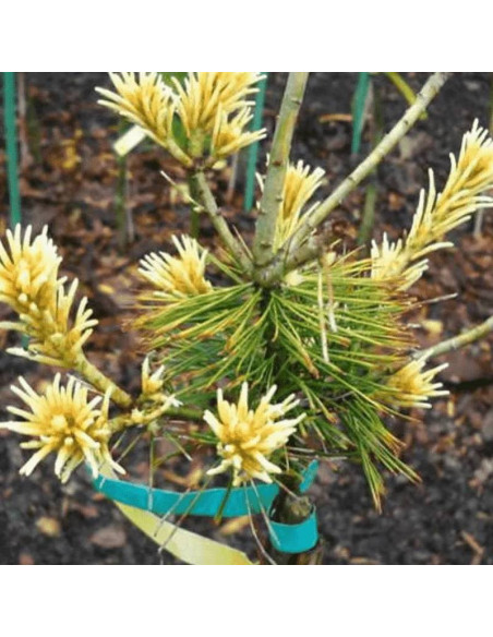 Sosna drobnokwiatowa Ichi-no-se Pinus parviflora