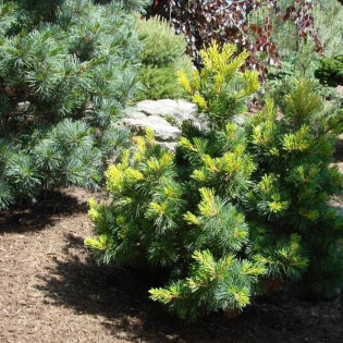 Ichi-no-se Pinus parviflora Sosna drobnokwiatowa