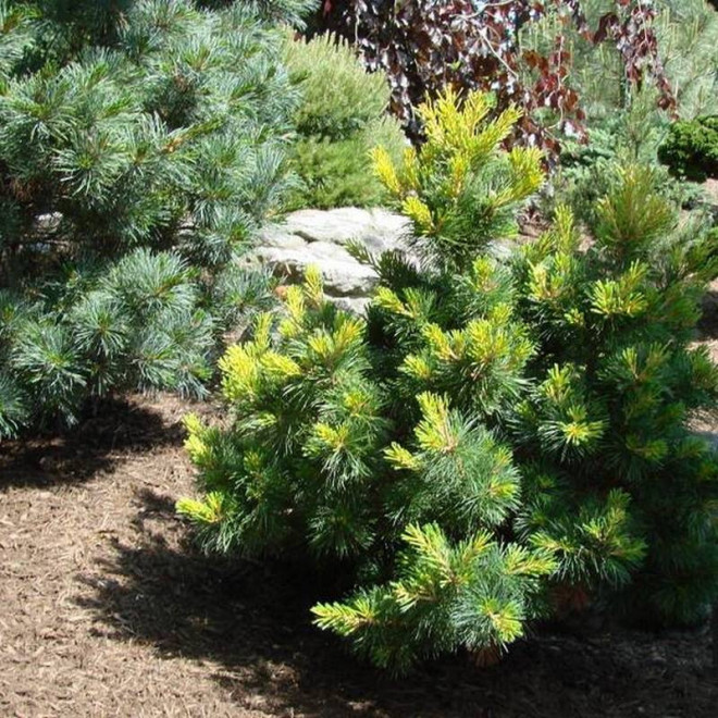 Ichi-no-se Pinus parviflora Sosna drobnokwiatowa