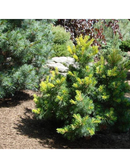 Ichi-no-se Pinus parviflora Sosna drobnokwiatowa