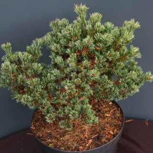 Sosna drobnokwiatowa Hagaromo Seedling Pinus parviflora