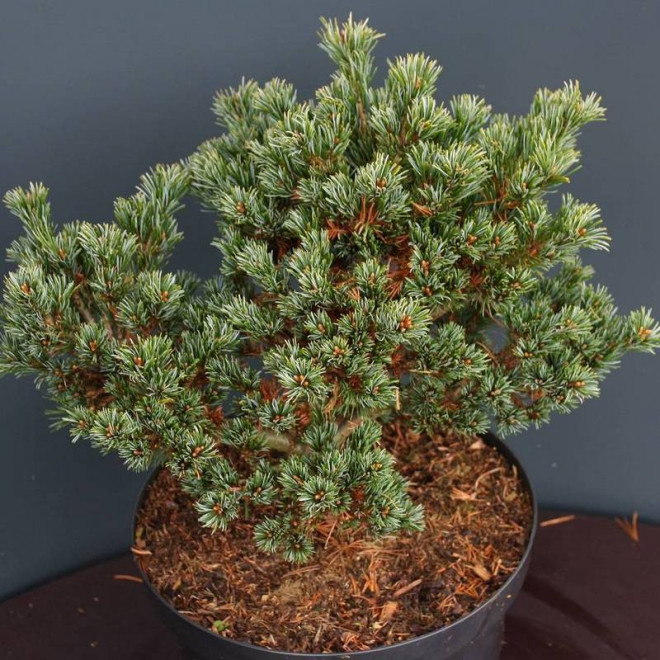 Sosna drobnokwiatowa Hagaromo Seedling Pinus parviflora