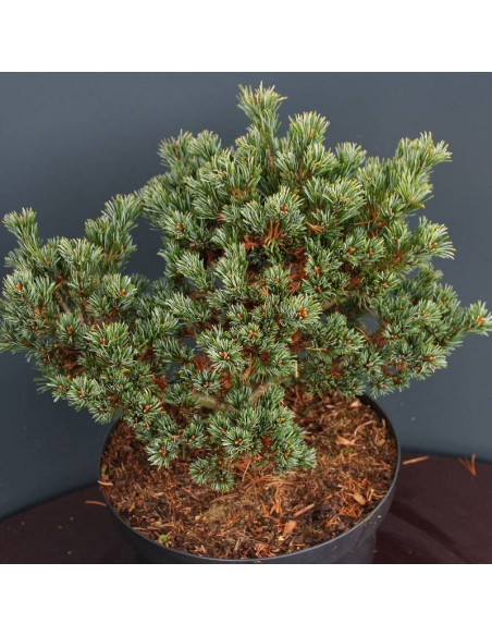 Sosna drobnokwiatowa Hagaromo Seedling Pinus parviflora