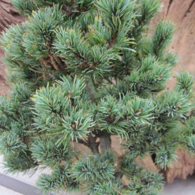 Hagaromo Seedling Pinus parviflora Sosna drobnokwiatowa