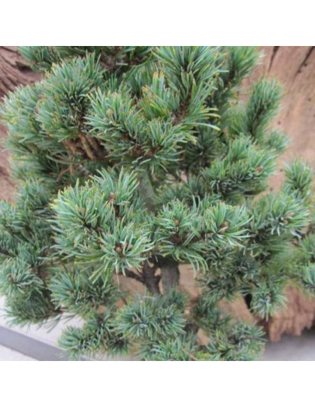 Hagaromo Seedling Pinus parviflora Sosna drobnokwiatowa