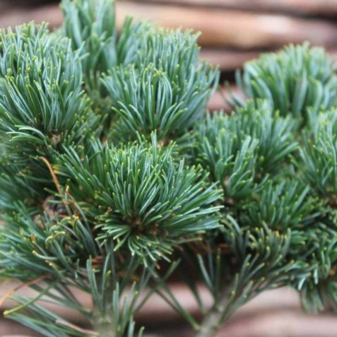 Sosna drobnokwiatowa Pinus parviflora Hagaromo Seedling