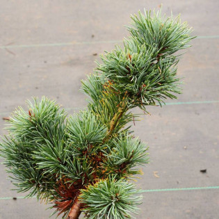 Gyok-kasen Pinus parviflora Sosna drobnokwiatowa 2