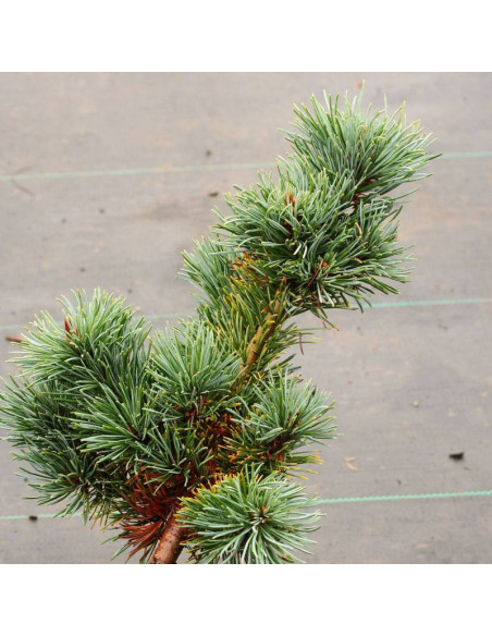 Sosna drobnokwiatowa Gyok-kasen Pinus parviflora