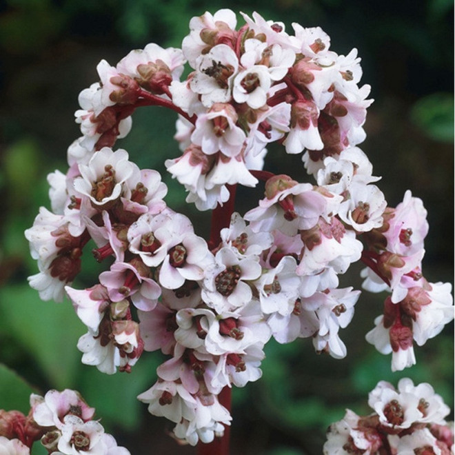 Silberlicht Bergenia schmidtii Bergenia
