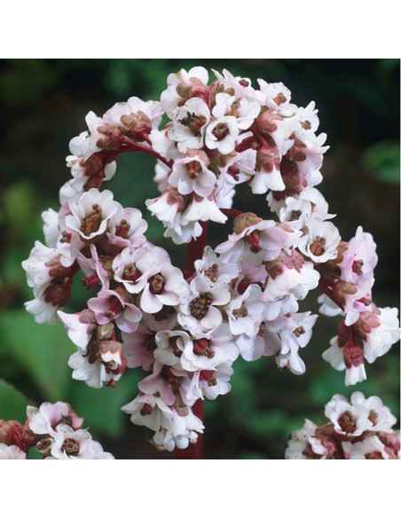 Silberlicht Bergenia schmidtii Bergenia