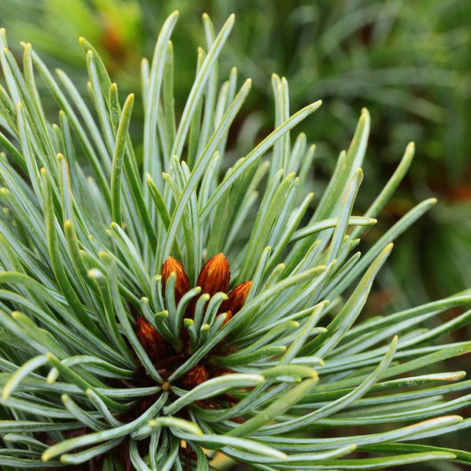 Gyok-kasen Pinus parviflora Sosna drobnokwiatowa