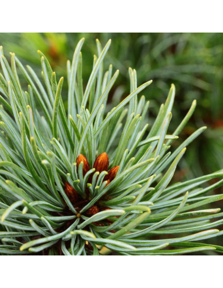 Gyok-kasen Pinus parviflora Sosna drobnokwiatowa