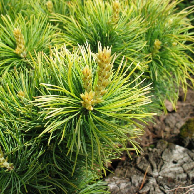 Sosna drobnokwiatowa Goldilocks Pinus parviflora