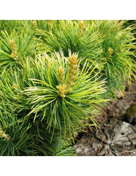 Sosna drobnokwiatowa Goldilocks Pinus parviflora