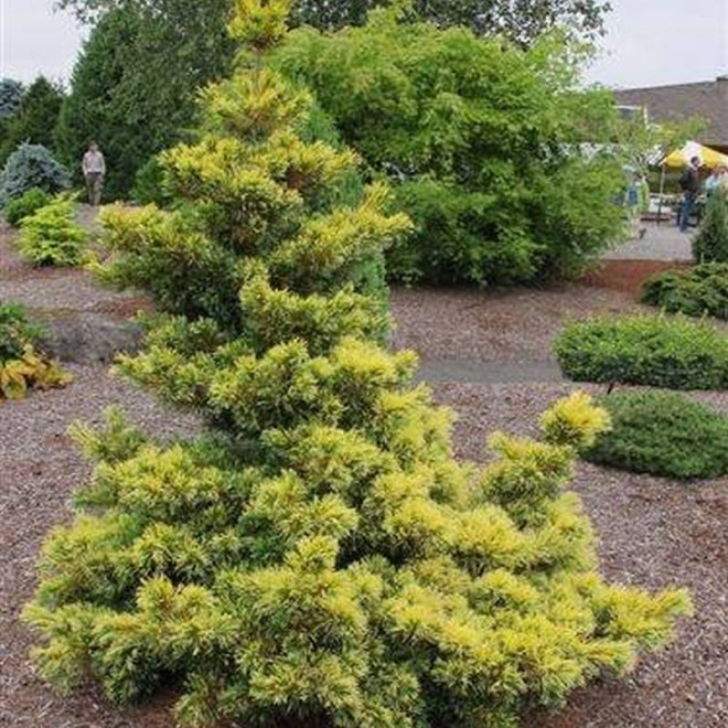 Goldilocks Pinus parviflora Sosna drobnokwiatowa